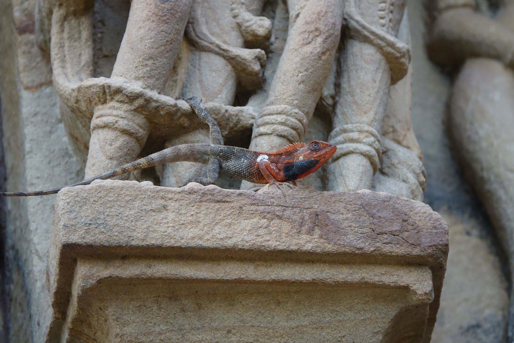 khajuraho tierwelt_2